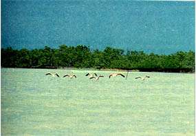Fauna Refuge of La Ria de Celestun