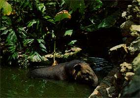 Regional Fauna of the Mayab Ecological Reserve